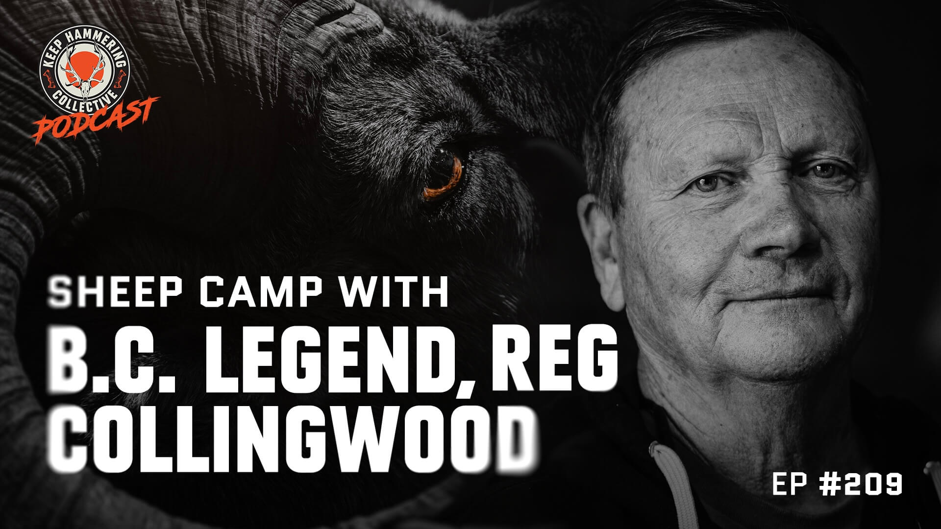 KHC209 - SHEEP CAMP WITH B.C. LEGEND, REG COLLINGWOOD