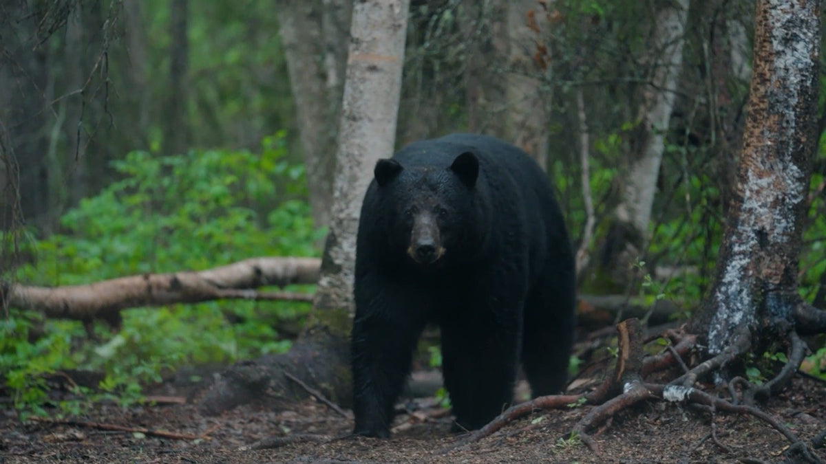 Black bear in the Northern Alberta bush