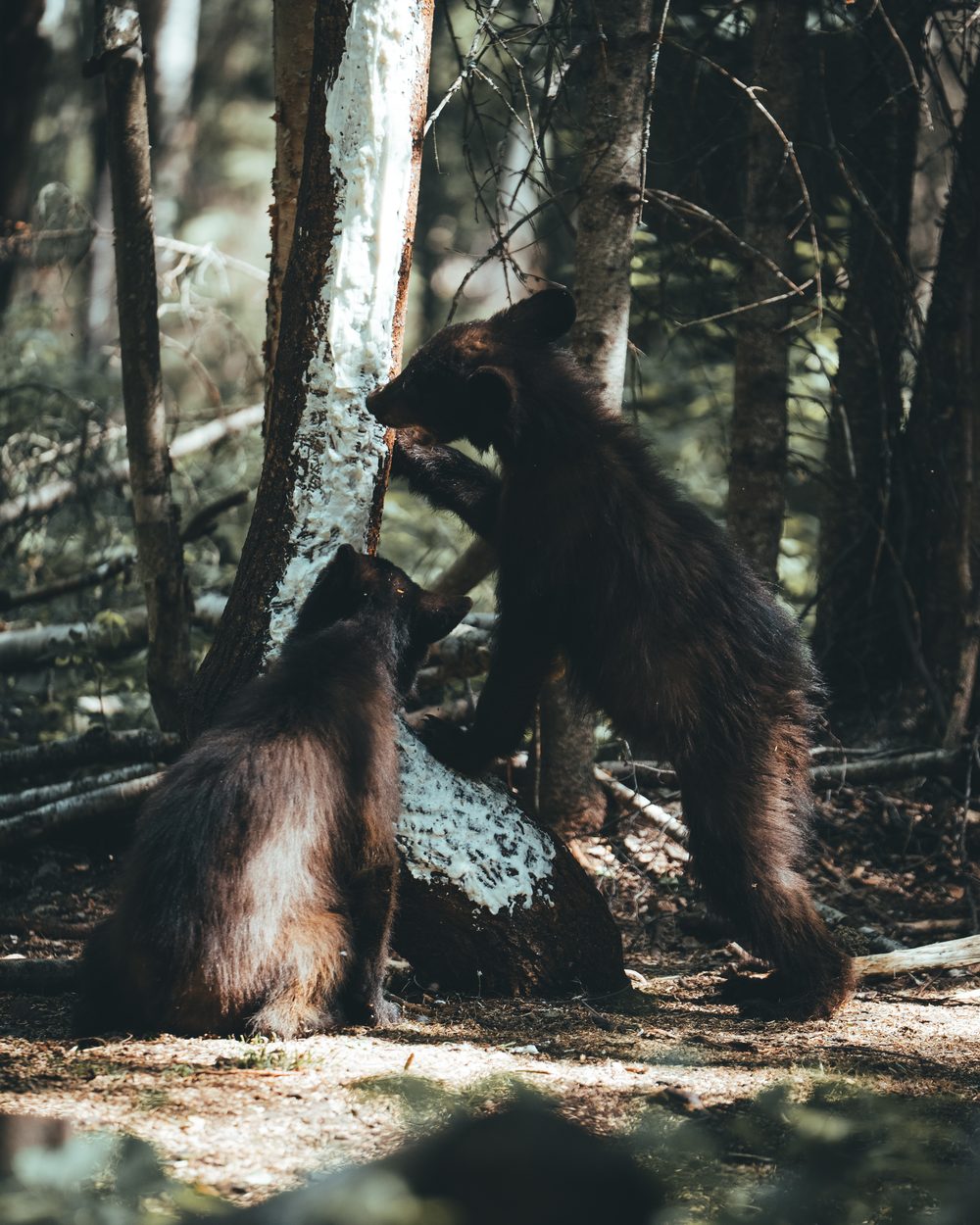 Bush Dragons bear hunt with the Rivets in Northern Alberta