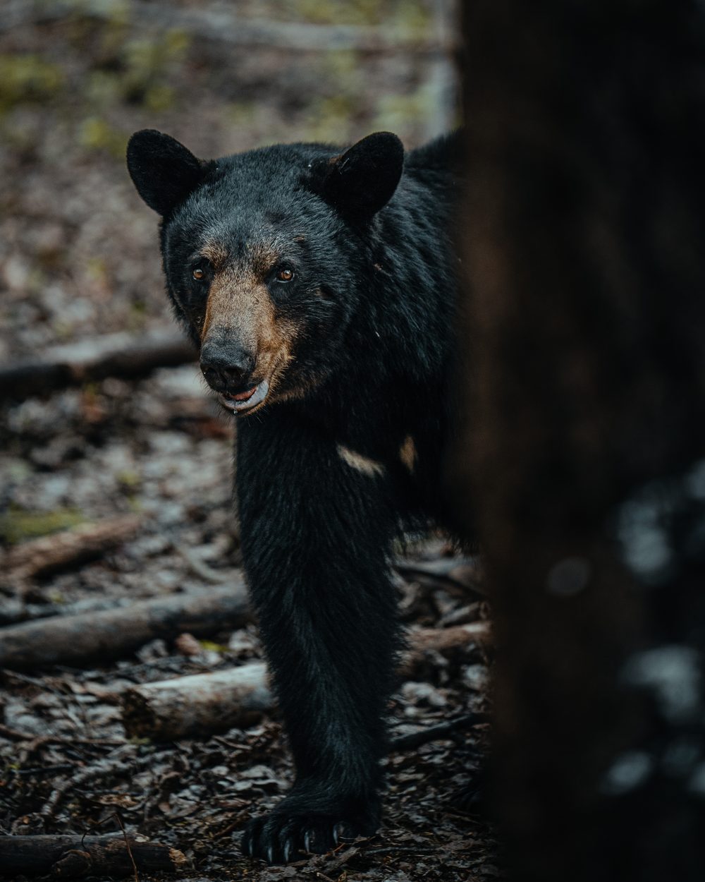 Bush Dragons bear hunt with the Rivets in Northern Alberta