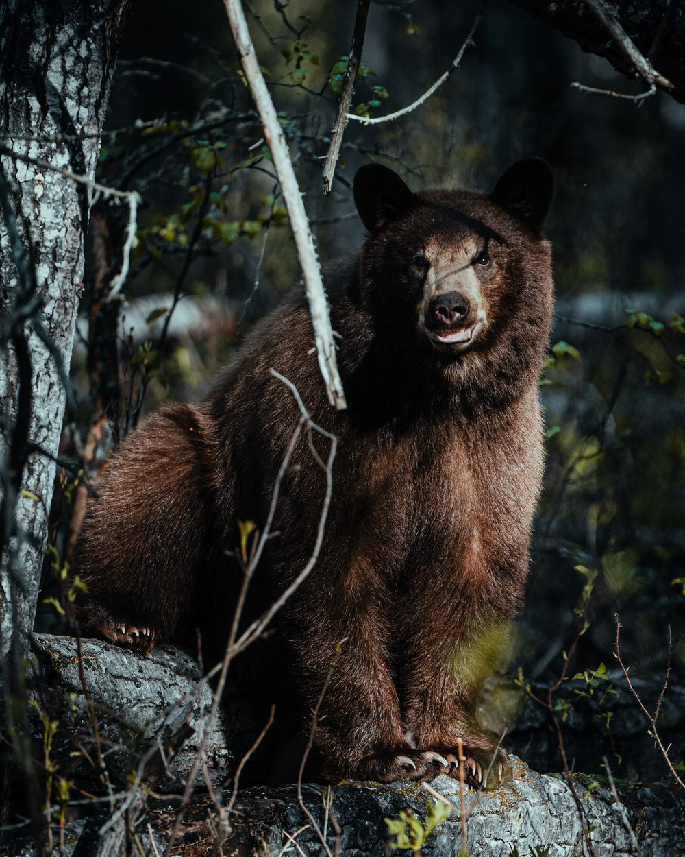 Bush Dragons bear hunt with the Rivets in Northern Alberta