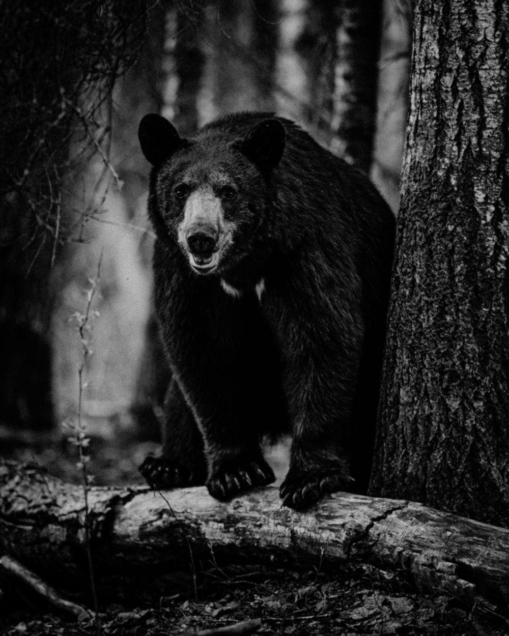 Bush Dragons bear hunt with the Rivets in Northern Alberta