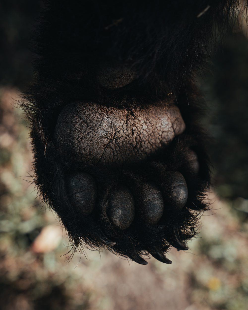 Bush Dragons bear hunt with the Rivets in Northern Alberta