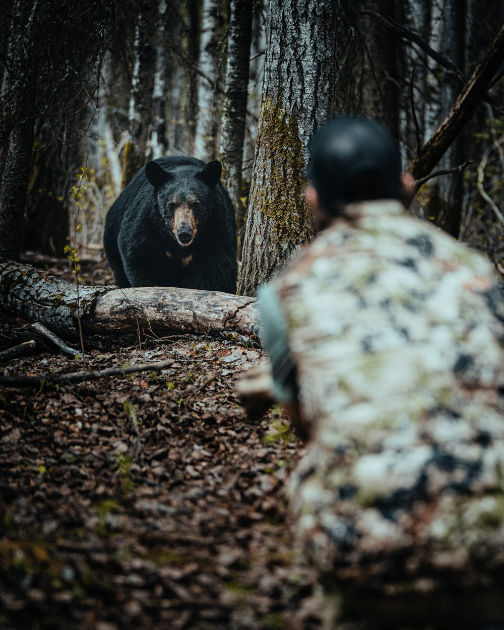 Bush Dragons bear hunt with the Rivets in Northern Alberta