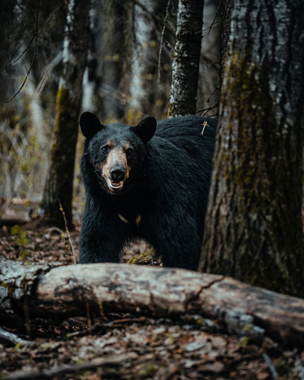 Bush Dragons bear hunt with the Rivets in Northern Alberta