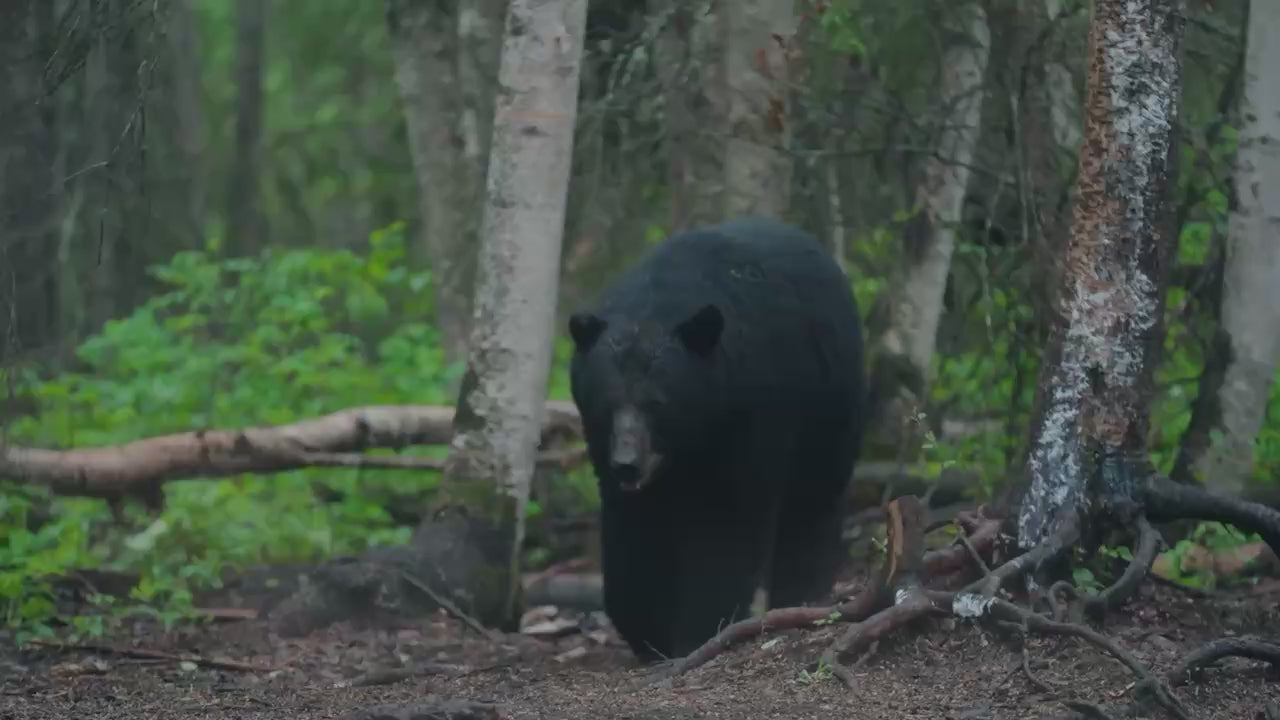 Black bear in the Northern Alberta bush