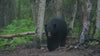 Black bear in the Northern Alberta bush